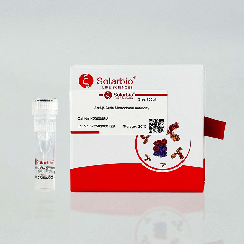 Custom Antibody