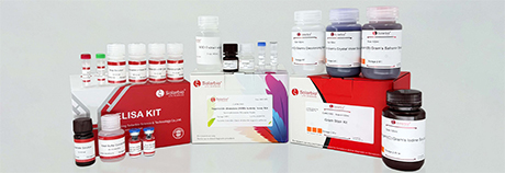 Kit Product