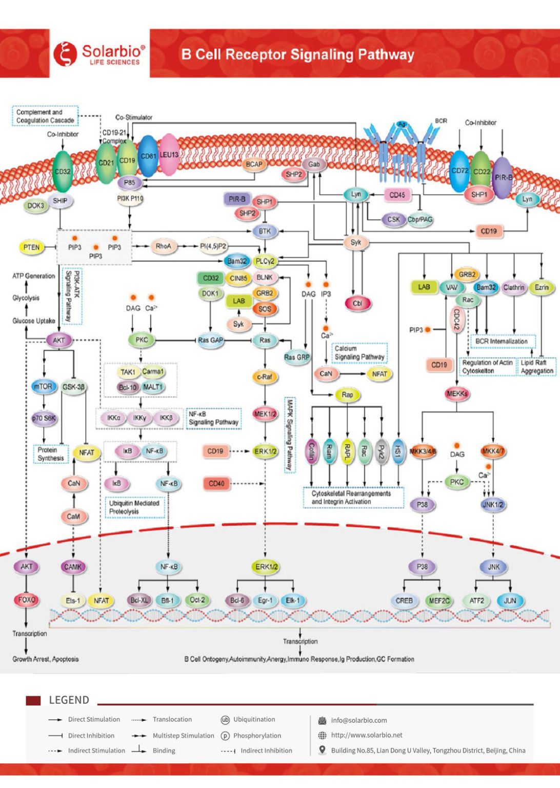 B Cell Receptor Signaling Pathway – Solarbio