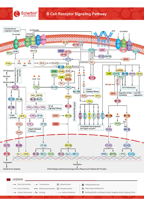 B Cell Receptor Signaling Pathway