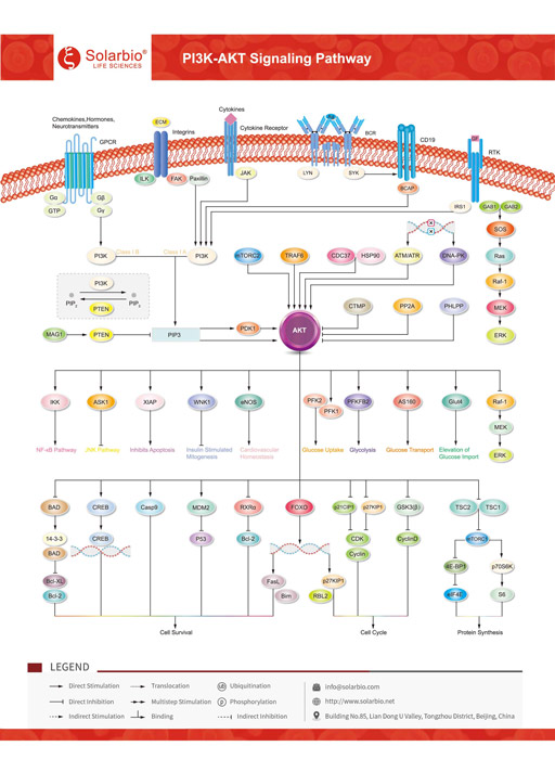 PI3K- AKT Signaling Pathway