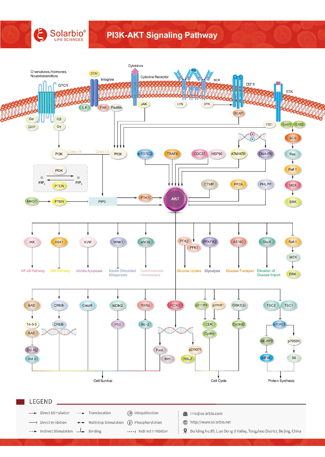 PI3K-AKT Signaling Pathway