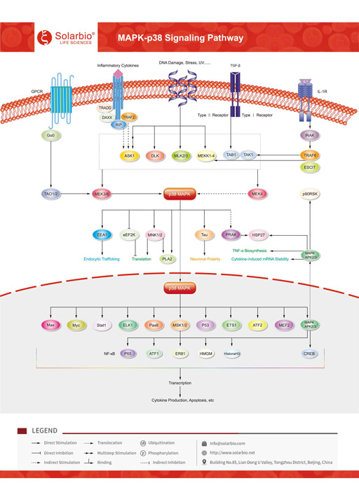 MAPK-p38 Signaling Pathway