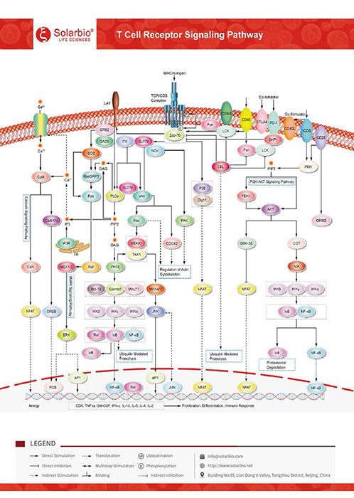 T Cell Receptor Signaling Pathway