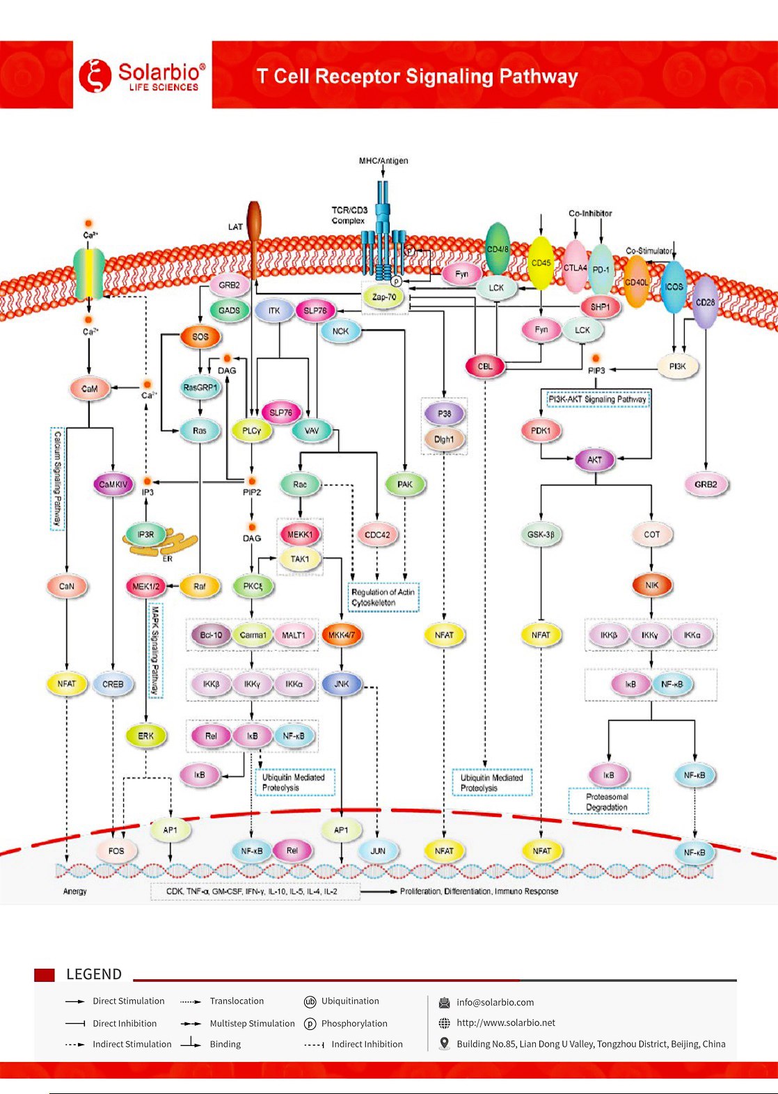 T-Cell-Receptor-Signaling-Pathway
