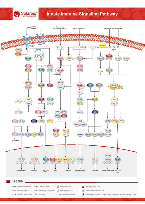 Innate Immune Signaling Pathway