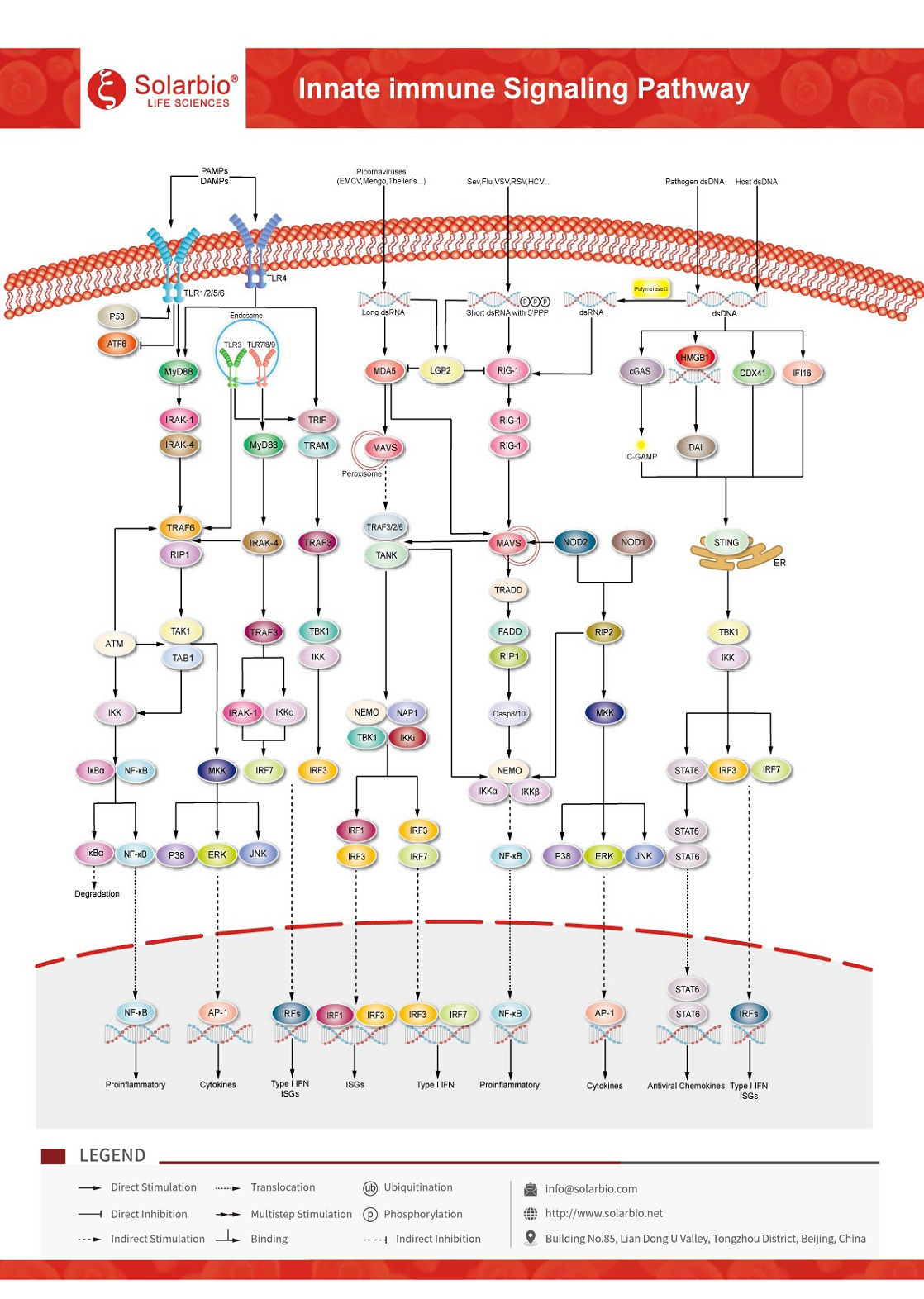 Innate Immune Signaling Pathway