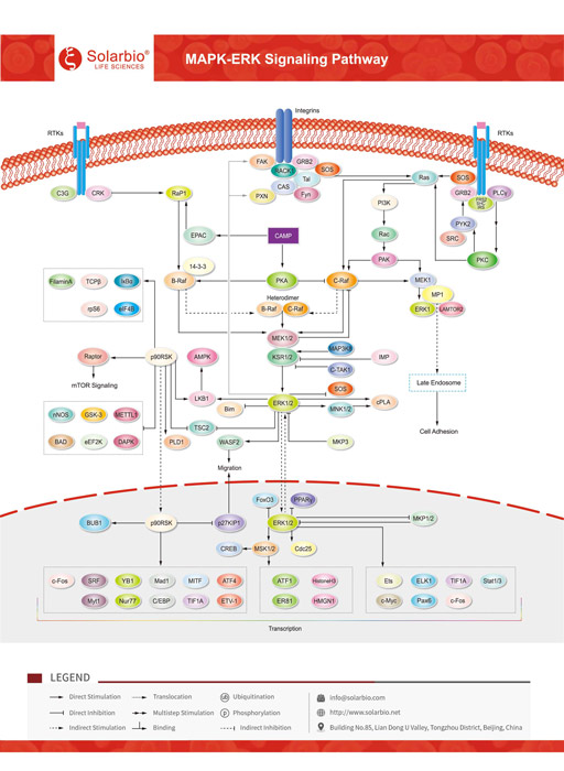 MAPK-ERK Signaling Pathway