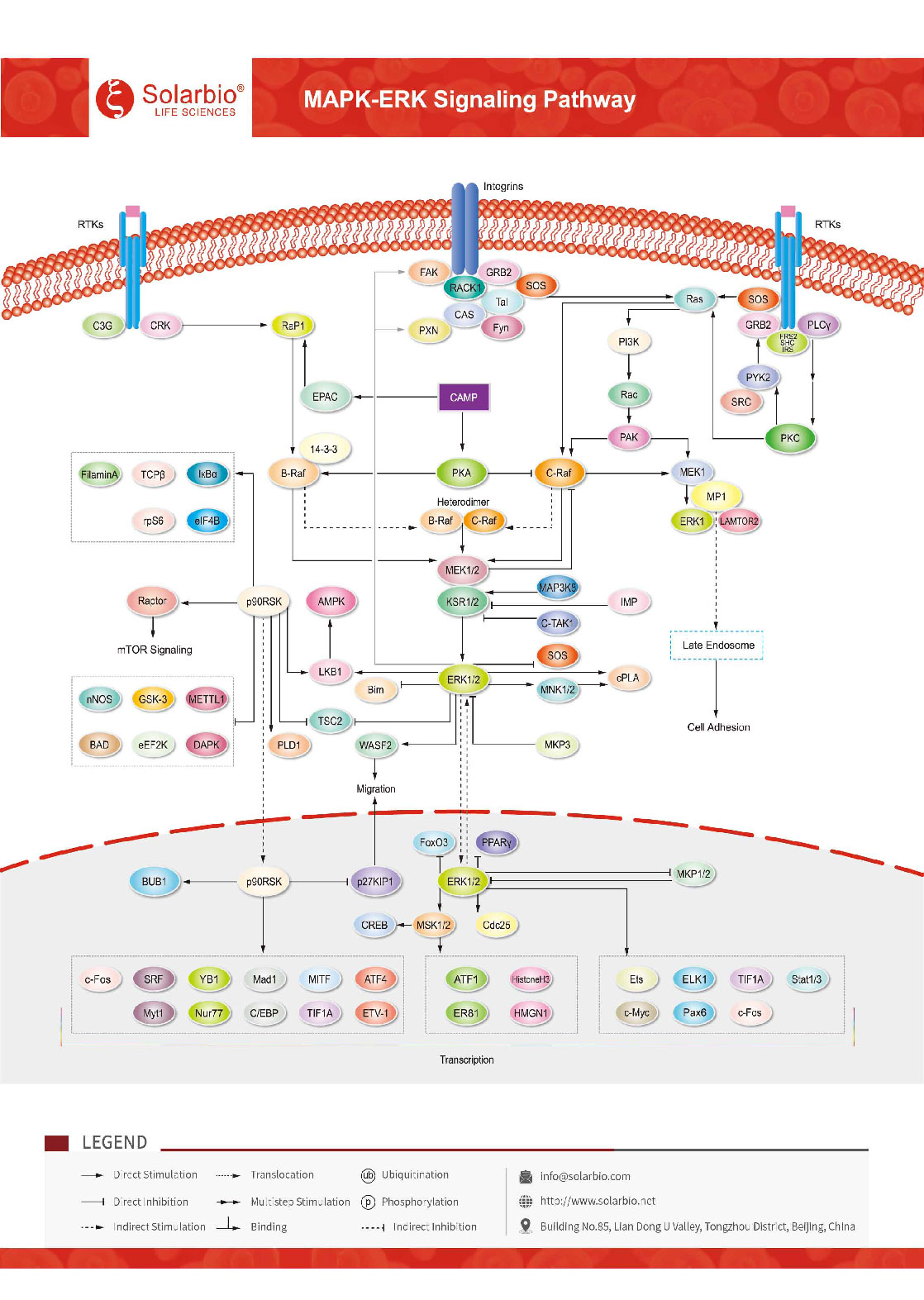 03 MAPK-ERK Signaling Pathway