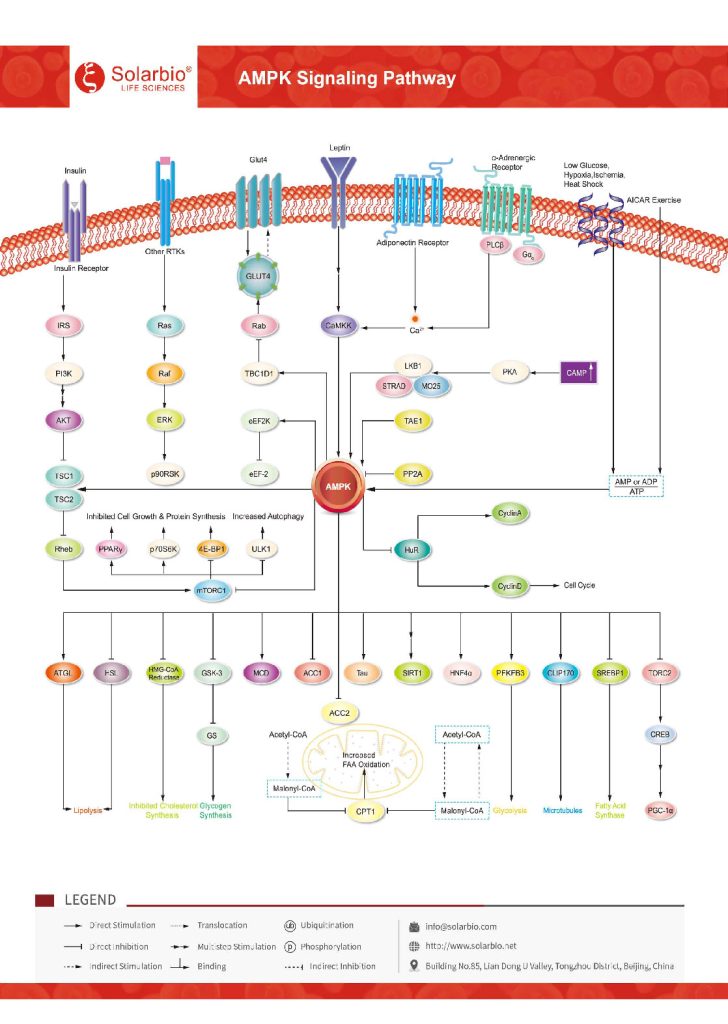 AMPK Signaling Pathway – Solarbio