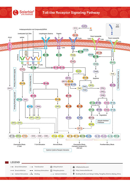 Toll-like Receptor Signaling Pathway