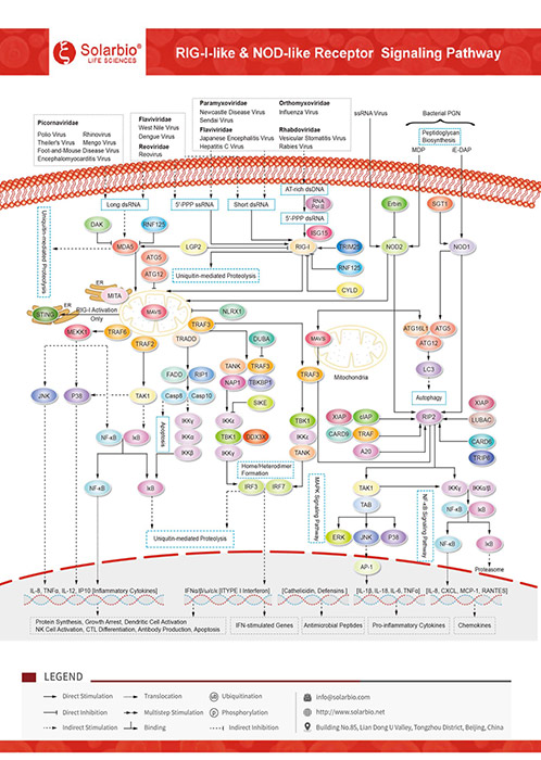 RIG-I-like & NOD like-Receptor Signaling Pathway