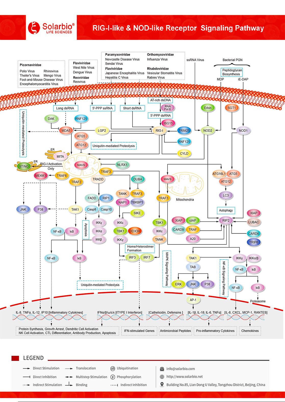 RIG-I-like-&-NOD-like-Receptor-Signaling-Pathway