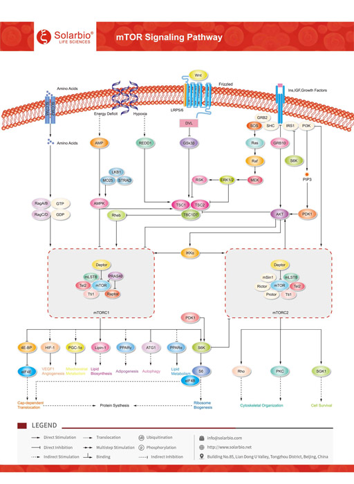 mTOR Signaling Pathway