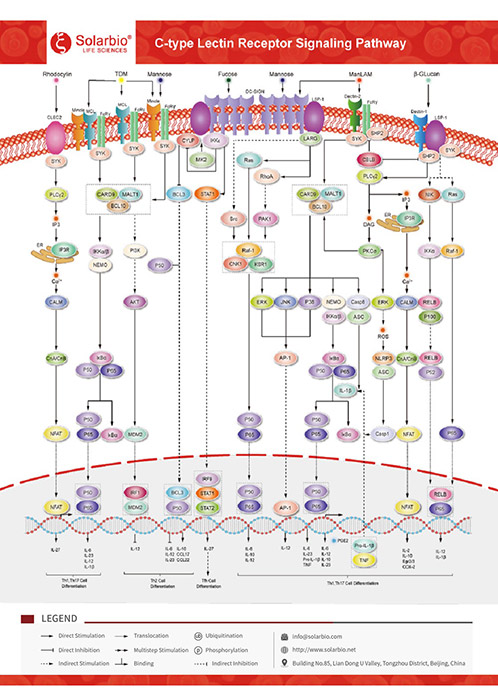 C-type Lectin Receptor Signaling Pathway