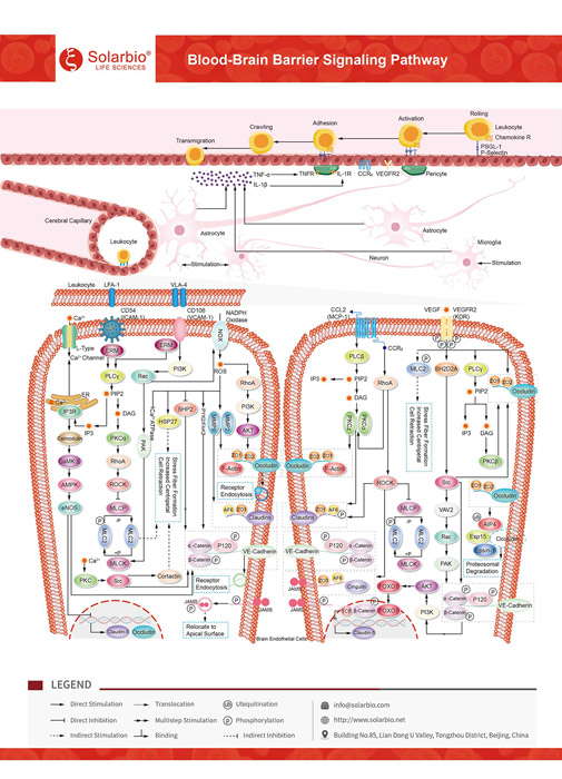 Blood- Brain Barrier Signaling Pathway
