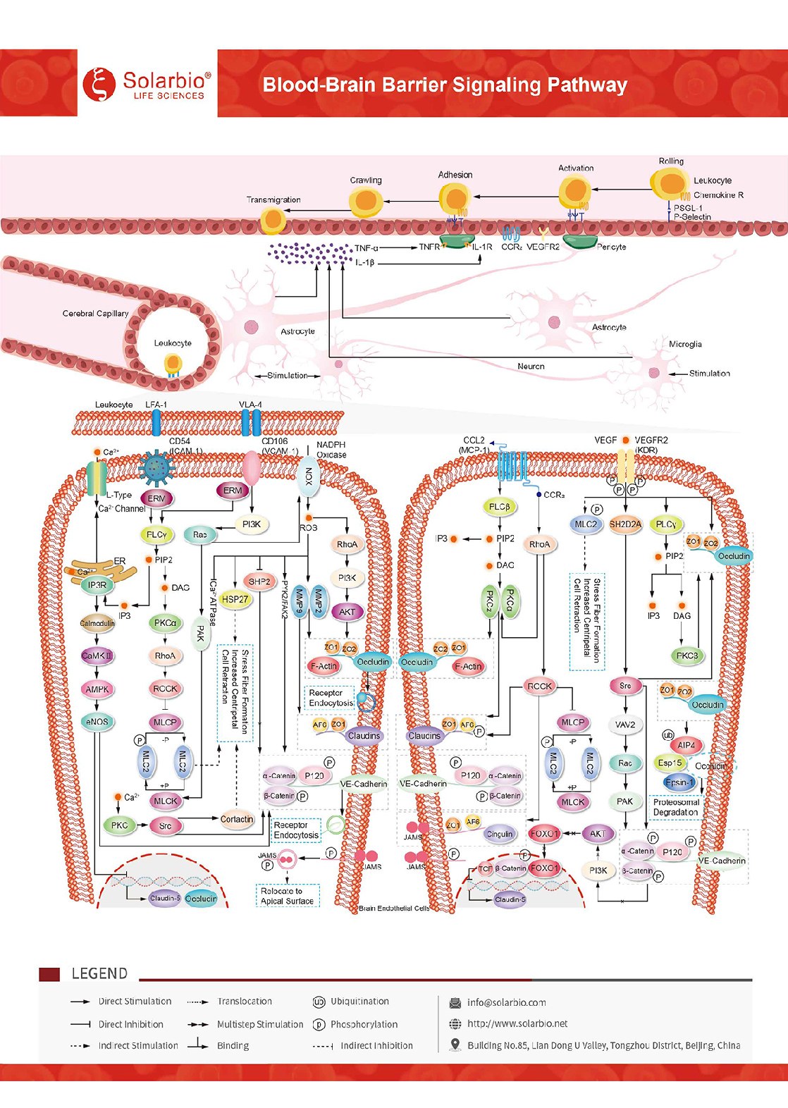 Blood-Brain-Barrier-Signaling-Pathway