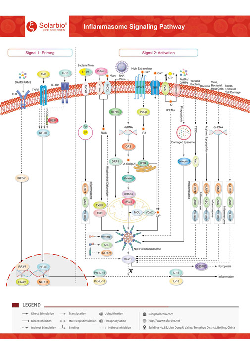 Inflammasome Signaling Pathway