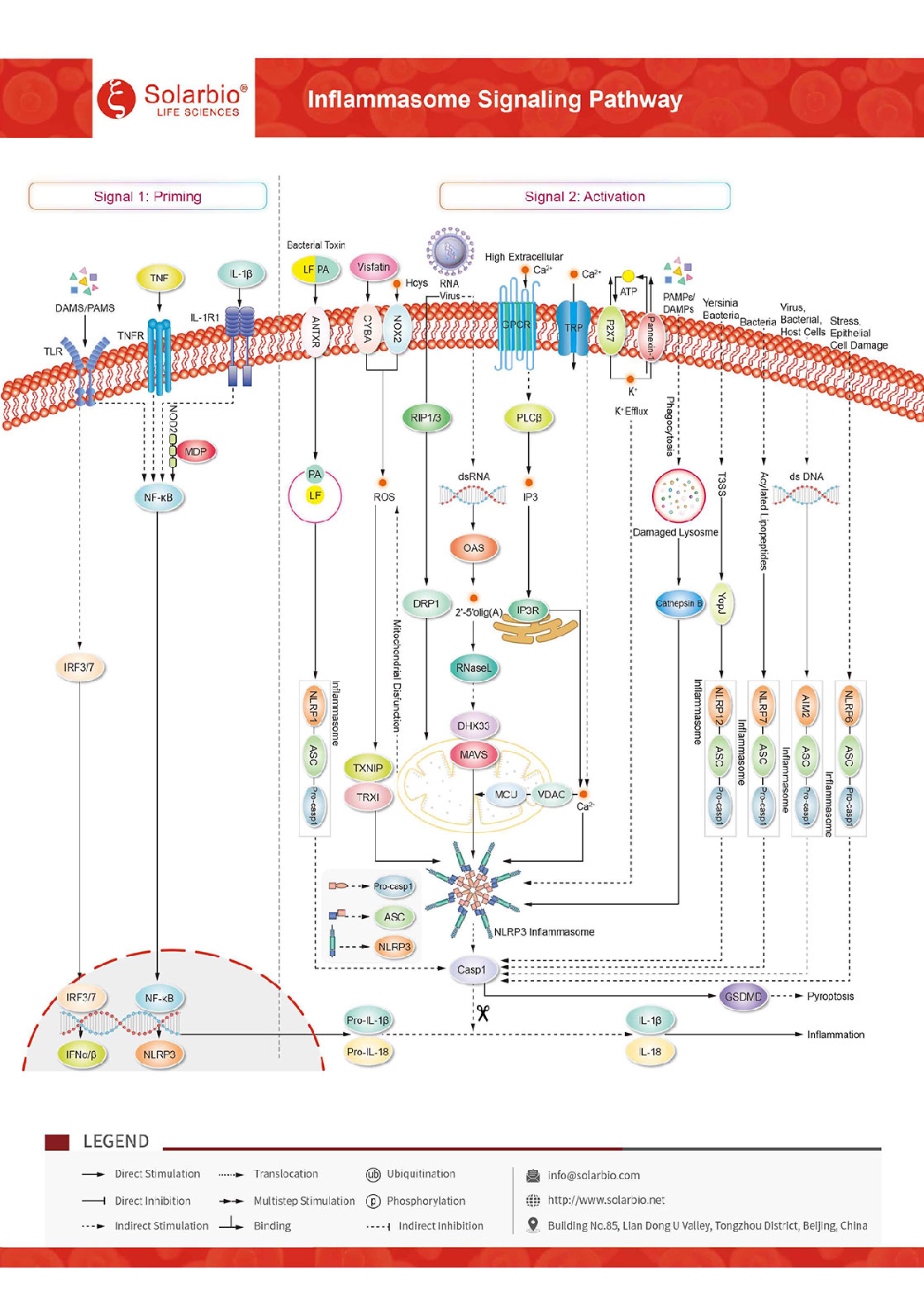 Inflammasome-Signaling-Pathway