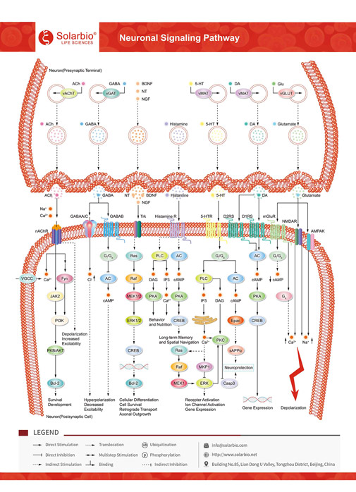 Neuronel Signaling Pathway