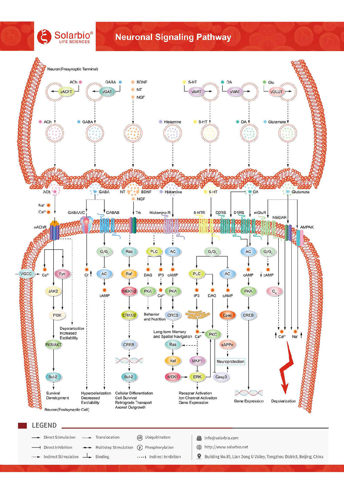 -Neuronel-Signaling-Pathway