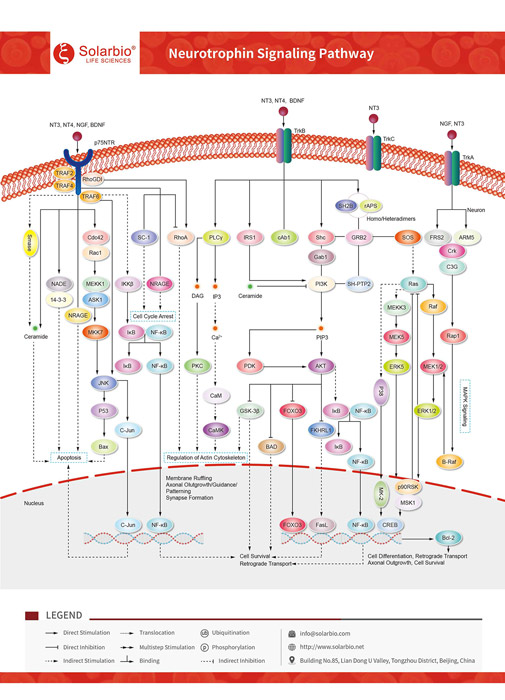 Neurotrophin Signaling Pathway