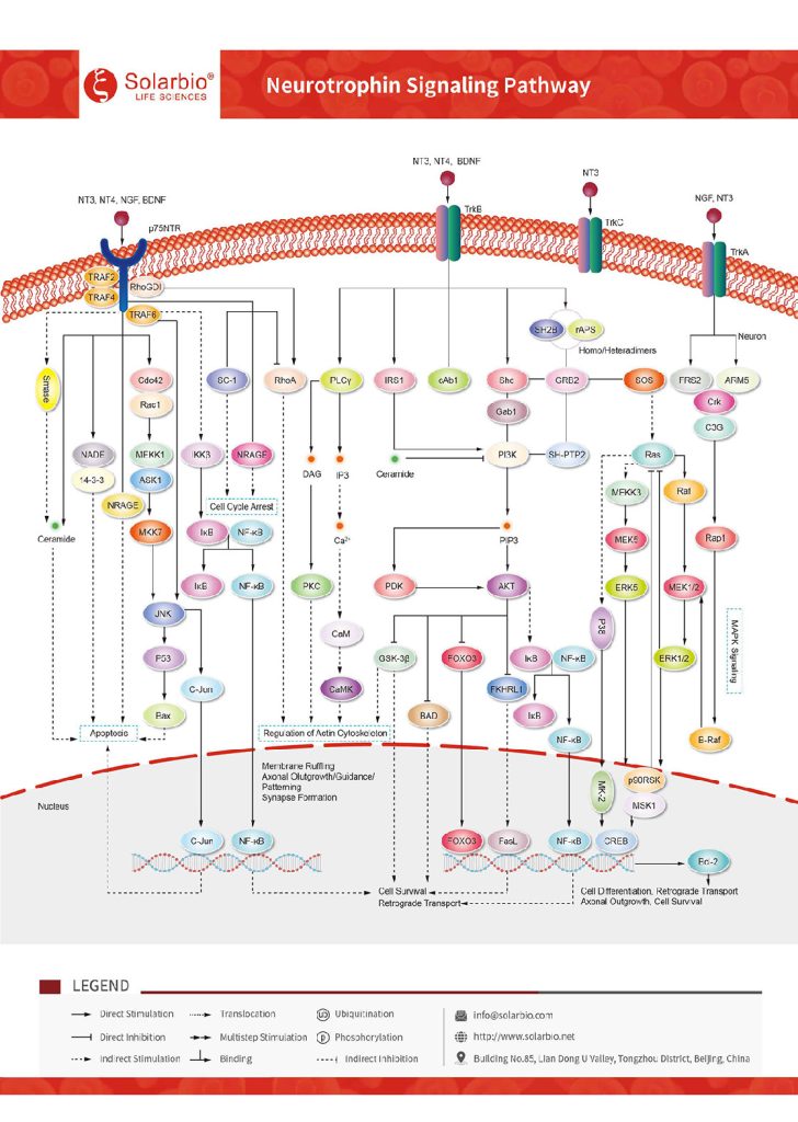 เส้นทางสัญญาณ Neurotrophin – Solarbio