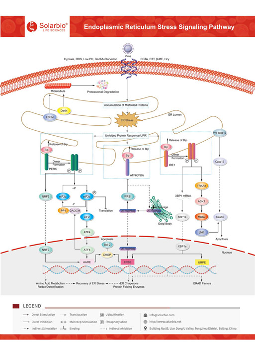 Endoplasmic Reticulum Stress Signaling Pathway