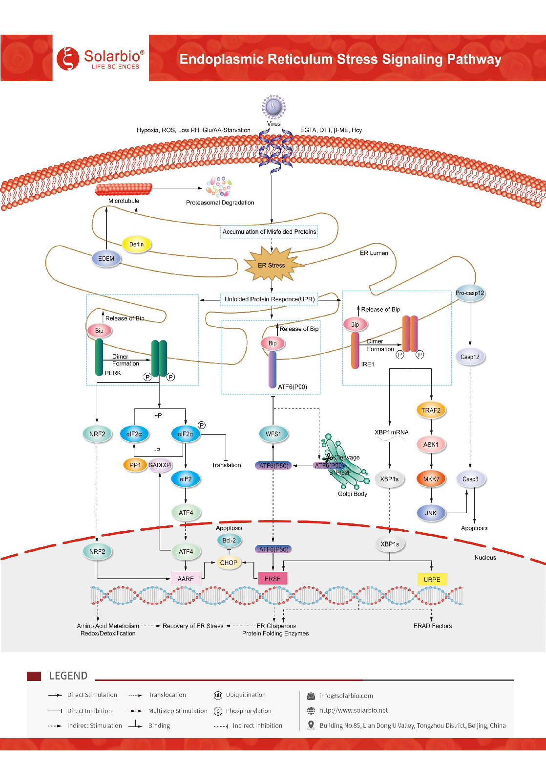 Endoplasmic Reticulum Stress Signaling Pathway