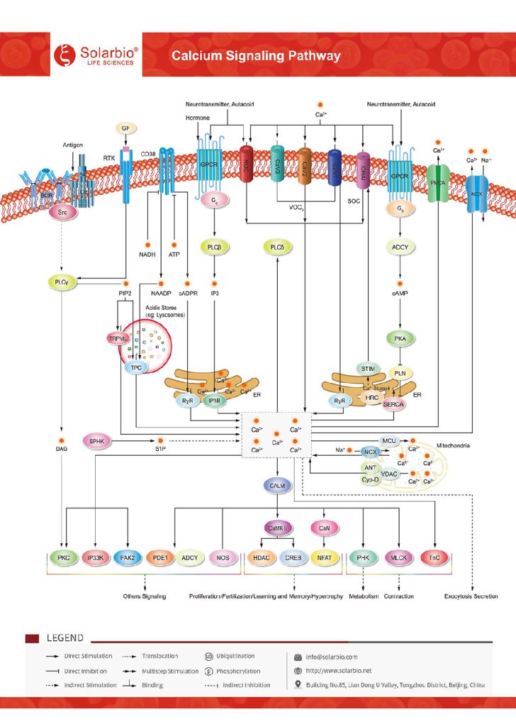 Calcium Signaling Pathway – Solarbio