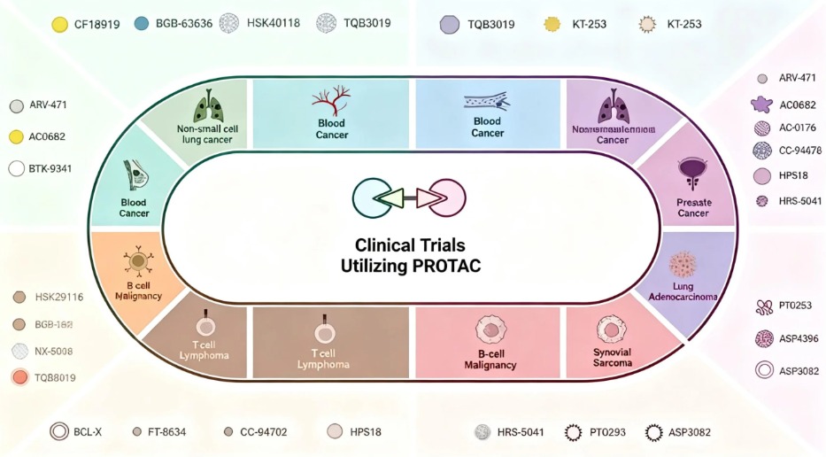 What Are Proteolysis-Targeting Chimeras (PROTACs) Mechanisms of Action and Advantages