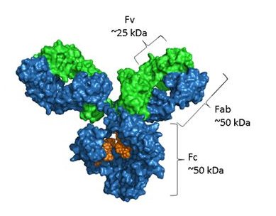 Structural diagram of IgG Note Blue represents the heavy chain, green represents the light chain, and the orange part is the glycosylation