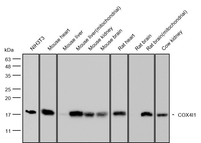 Western blot detection results using K200031M-Anti-COX4I1 Monoclonal Antibody