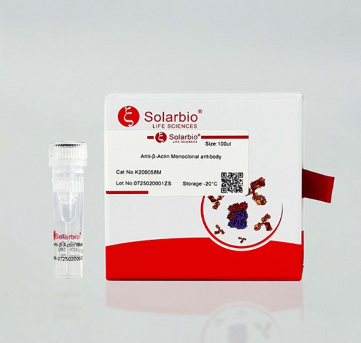 What biological molecule are antibodies