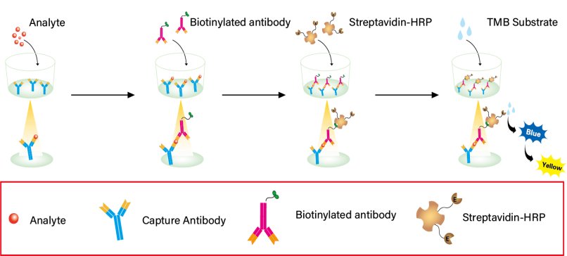principle diagram of ABS Elisa kit