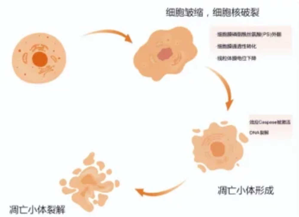Apoptosis Detection Methods: Assay Selection, Practical Tips, and Recommended Kits Apoptosis Detection Methods: Assay Selection, Practical Tips, and Recommended Kits
