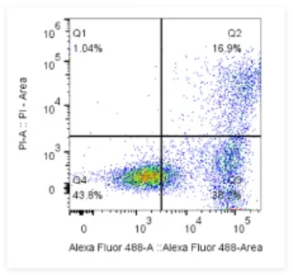 CA1040 Annexin V-Alexa Fluor488 PI apoptosis detection result