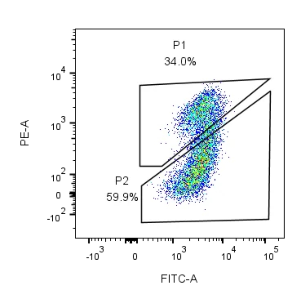 M8650 JC-1 mitochondrial membrane potential assay result. P1 indicates mitochondrial aggregates, while P2 indicates mitochondrial monomers