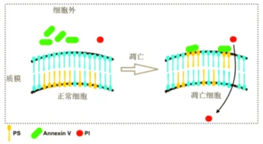 Principle of Annexin V PI staining for apoptosis detection. Annexin V binds exposed phosphatidylserine, while PI stains cells with damaged membranes