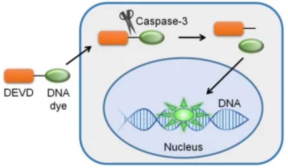 Principle of Caspase-3 activity detection. Activated Caspase-3 cleaves the substrate and generates a detectable fluorescence signal