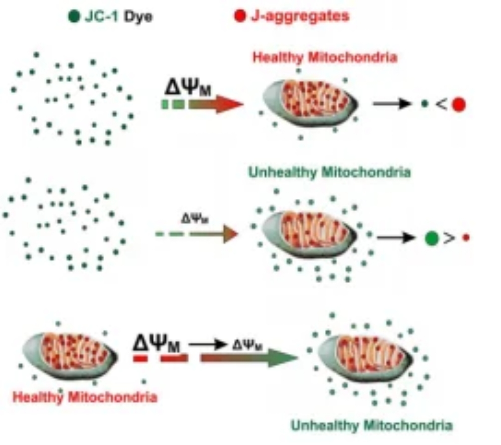 Principle of JC-1-based mitochondrial membrane potential detection. Healthy mitochondria show red aggregates, while damaged mitochondria show green monomers