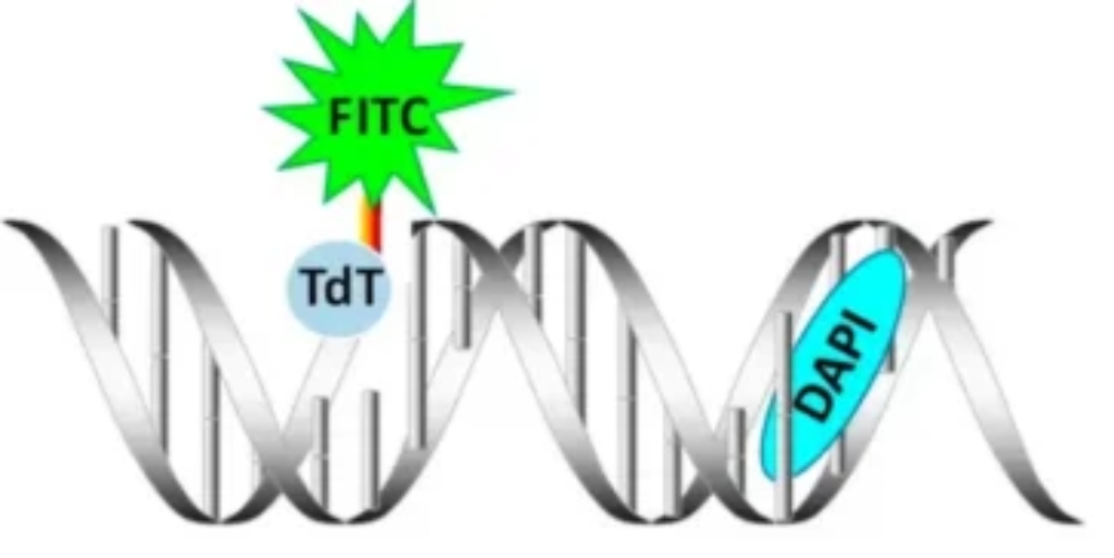 Principle of TUNEL-based apoptosis detection. TdT labels exposed 3’-OH DNA ends with fluorescent or biotin-linked nucleotides