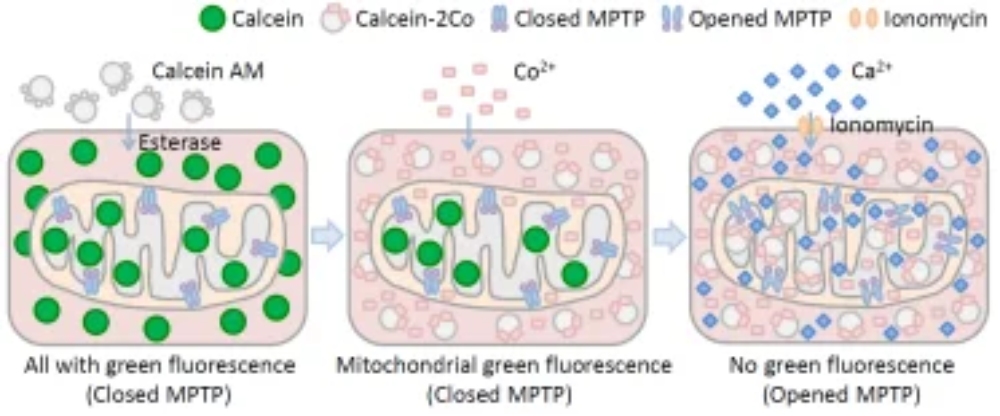 Principle of mitochondrial permeability transition pore detection. Fluorescence changes reflect the opening or closing state of MPTP during mitochondrial stress
