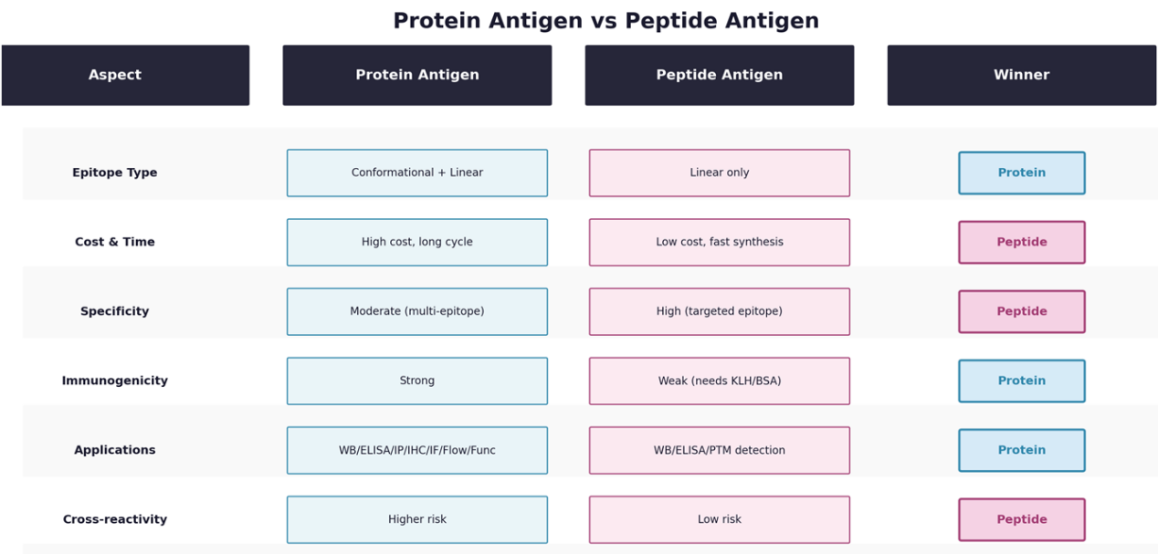 Protein vs. Peptide Antigens Advantages and Disadvantages