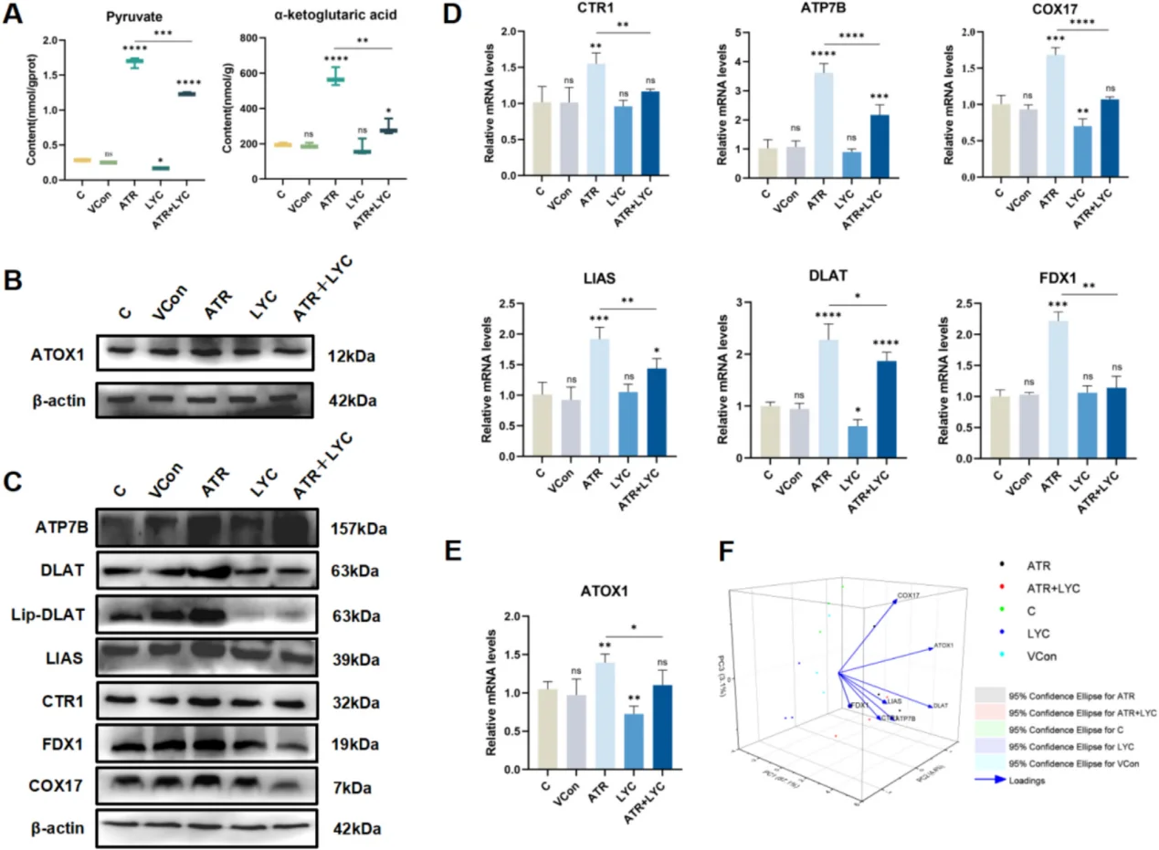 Copper transport and cuproptosis-related protein markers link oxidative stress to liver injury mechanisms