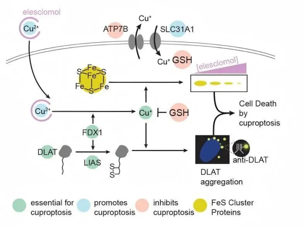 Cuproptosis Explained: A Practical Look at Copper-Driven Cell Death Cuproptosis Explained: A Practical Look at Copper-Driven Cell Death