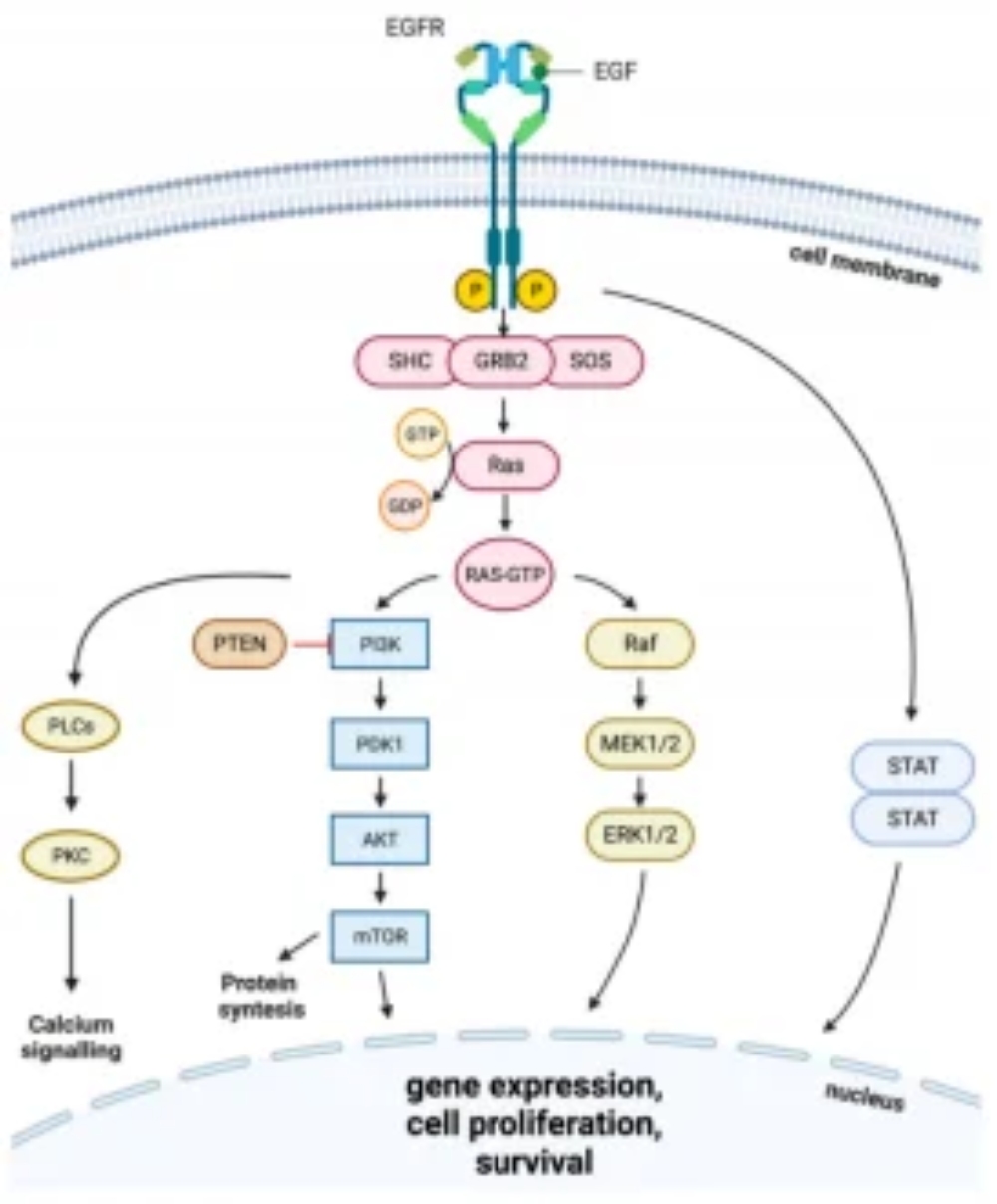 EGFR Small-Molecule Inhibitors What Actually Matters in Mechanism, Resistance, and Compound Selection