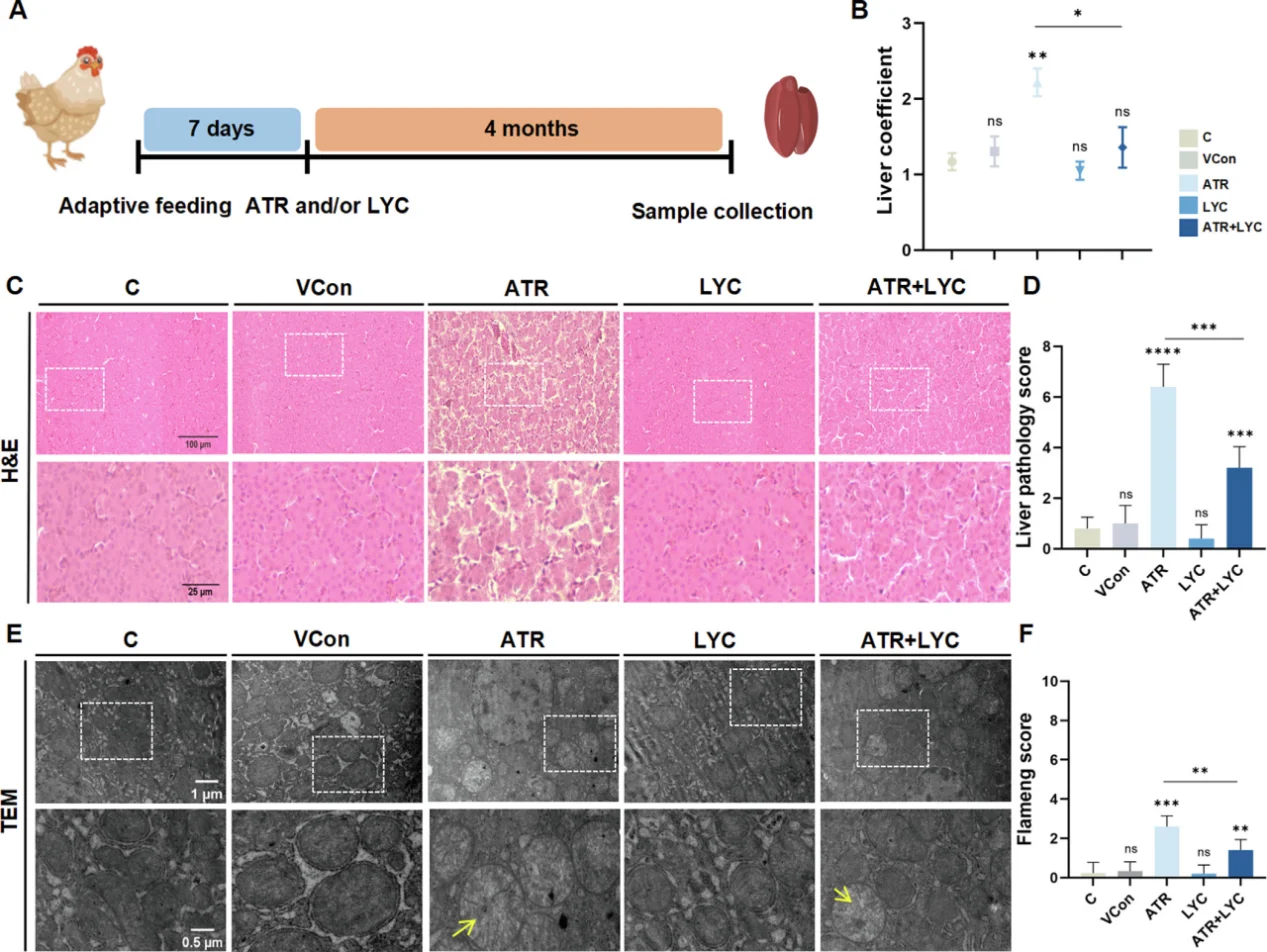 Lycopene intervention helps reduce liver pathology and mitochondrial injury in an ATR-induced oxidative stress model