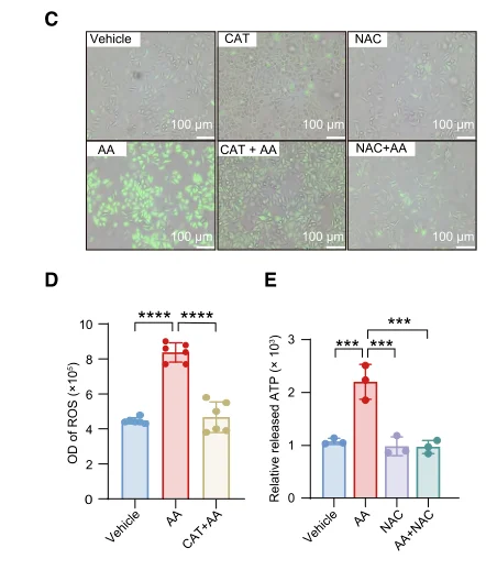 NAC and catalase treatment help reduce ROS signals and support ATP recovery in oxidative stress cell models
