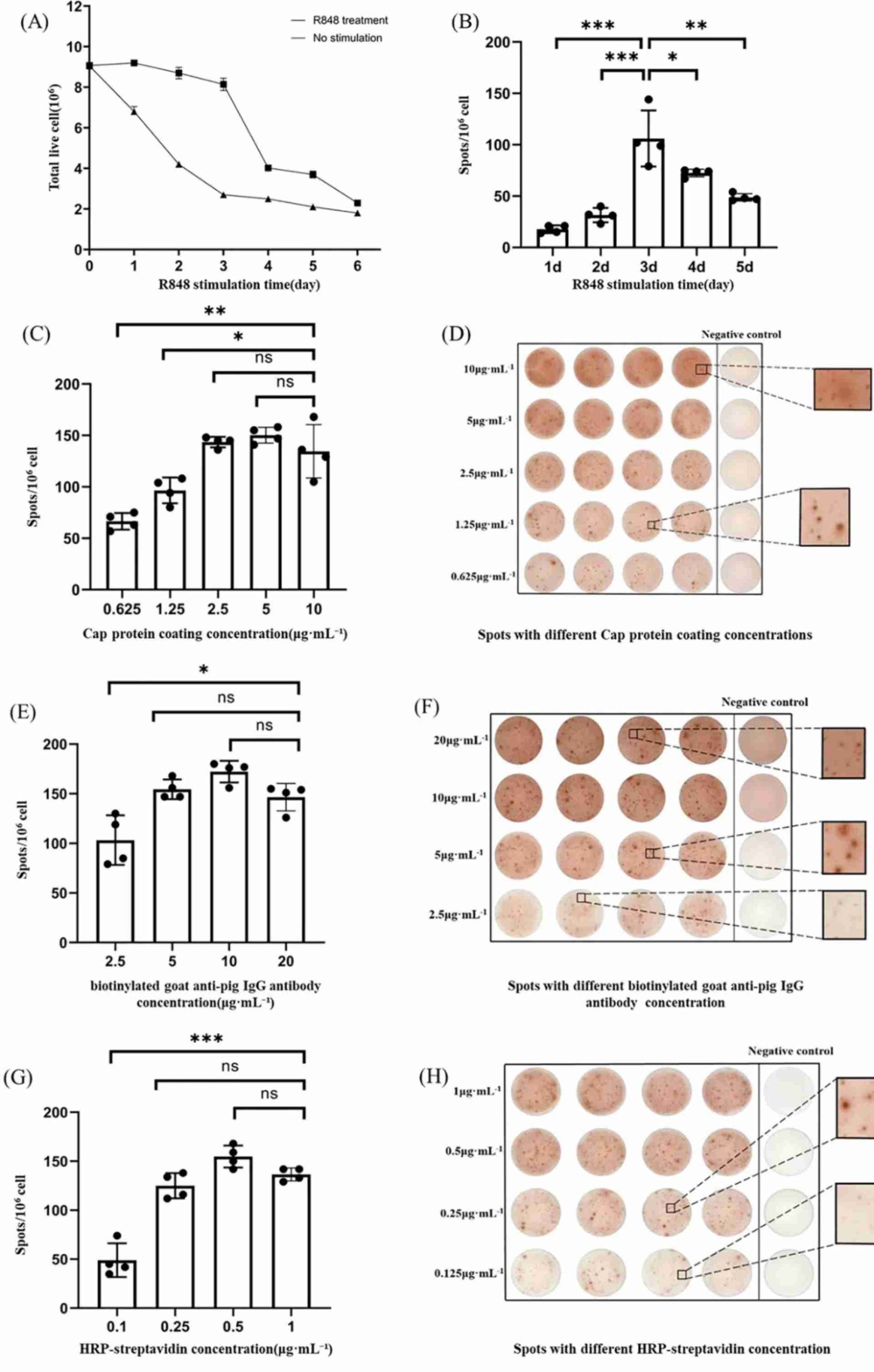 R848-stimulated PBMC assay data showing immune cell response over time and assay-condition optimization